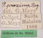 Polyrhachis proxima Roger, 1863 Label