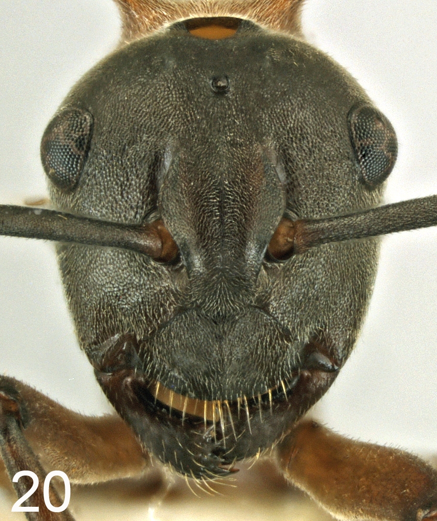 Foto Polyrhachis taylori frontal