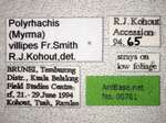 Polyrhachis villipes Smith, 1857 Label