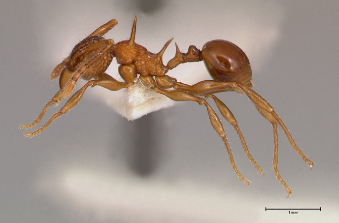 Acanthomyrmex ferox minor Emery, 1893 lateral