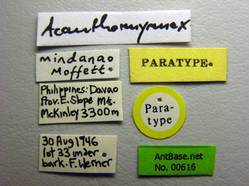 Acanthomyrmex mindanao Moffet, 1986 Label