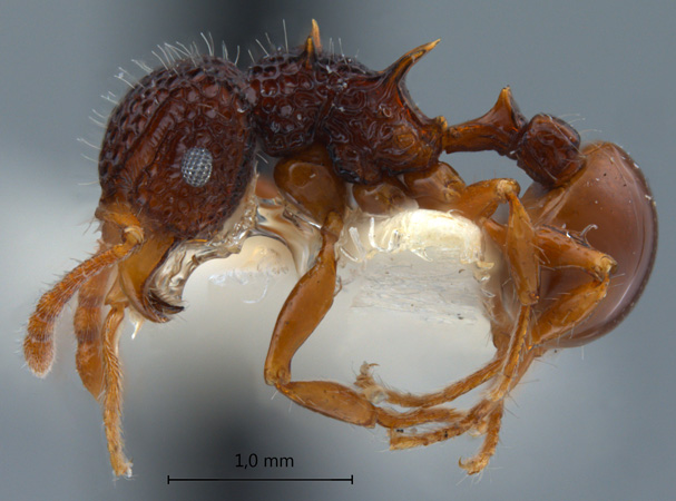 Acanthomyrmex mindanao Moffet, 1986 lateral
