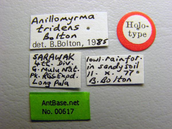 Foto Anillomyrma tridens Bolton, 1987 Label
