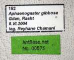 Aphaenogaster gibbosa Latreille, 1798 Label
