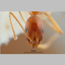 Aphaenogaster iranica Kiran & Alipanah, 2013 frontal