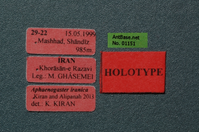 Foto Aphaenogaster iranica Kiran & Alipanah, 2013 Label