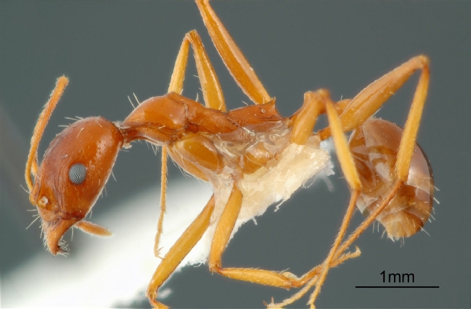 Aphaenogaster iranica Kiran & Alipanah, 2013 lateral