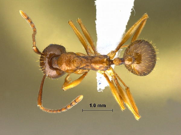 Aphaenogaster kurdica Ruzsky, 1905 dorsal
