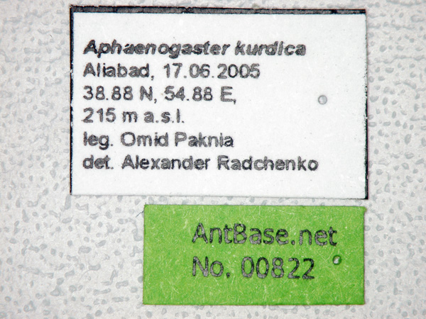 Foto Aphaenogaster kurdica Ruzsky, 1905 Label