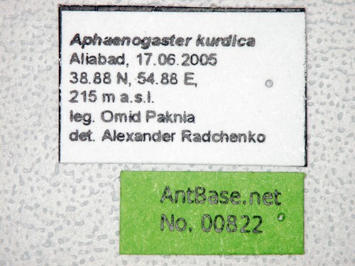 Aphaenogaster kurdica Ruzsky, 1905 Label