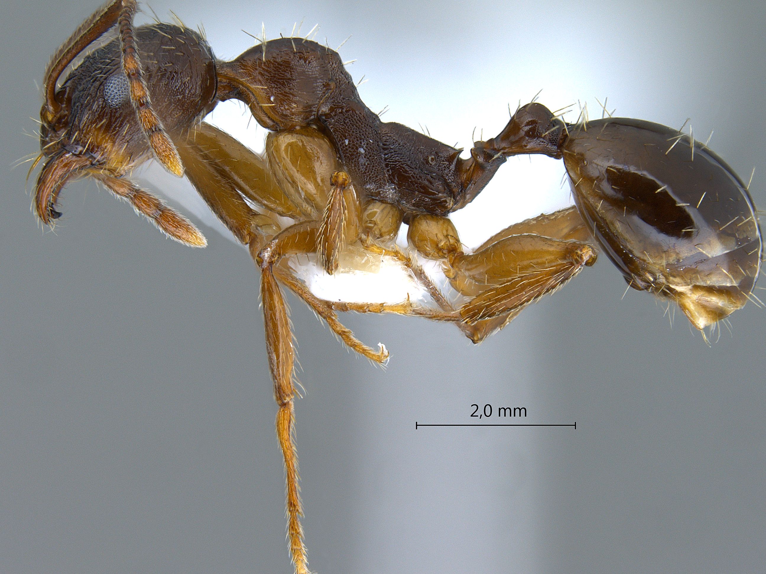 Foto Aphaenogaster kurdica Ruzsky, 1905 lateral