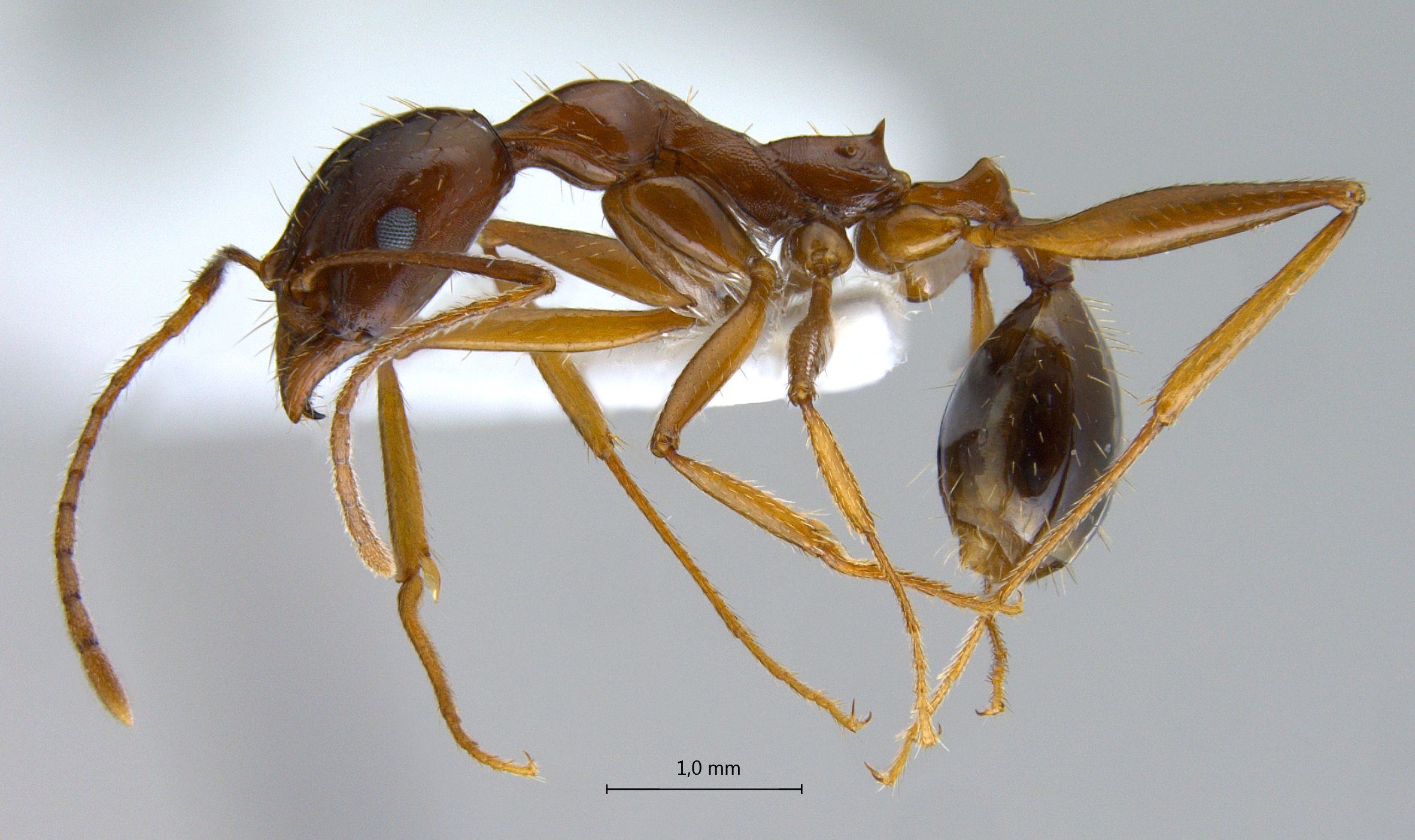 Foto Aphaenogaster sp. lateral
