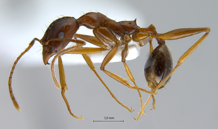 Aphaenogaster sp. lateral