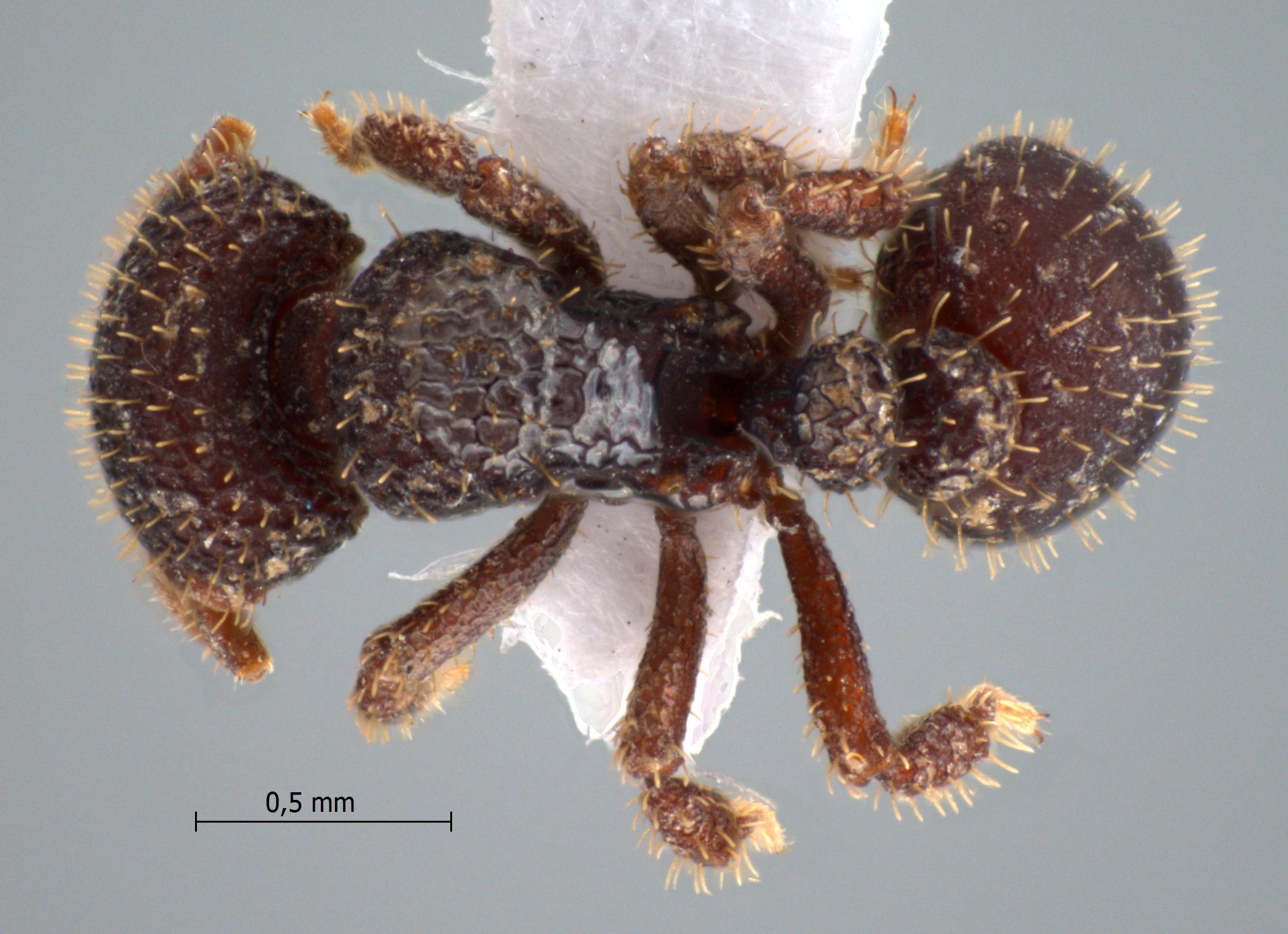 Foto Calyptomyrmex ryderae Shattuck, 2011 dorsal