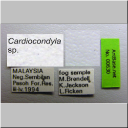 Cardiocondyla sp. a Seifert Label