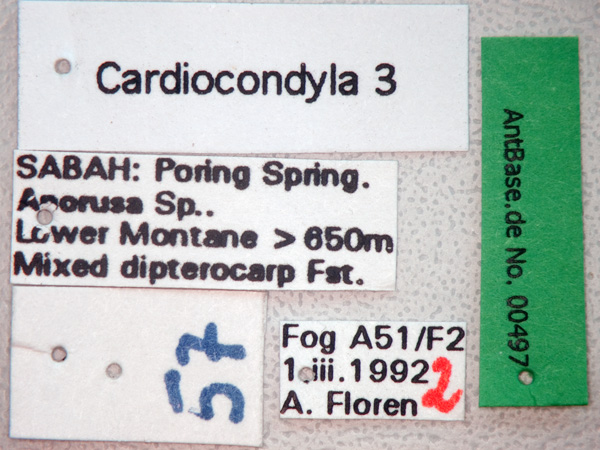 Foto Cardiocondyla 3 Label