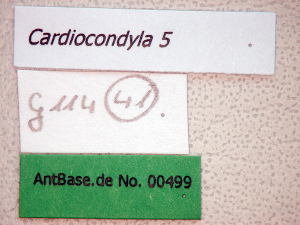 Foto Cardiocondyla 5 Label