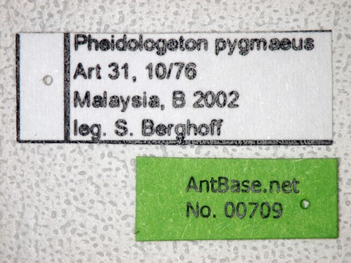Carebara pygmaeus Emery,1887 Label