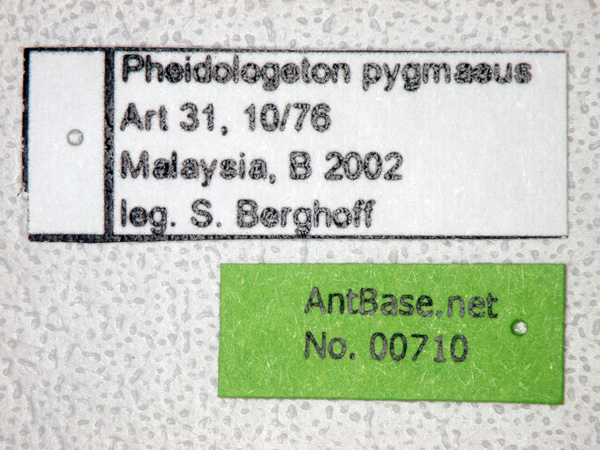 Foto Carebara pygmaeus Emery,1887 Label
