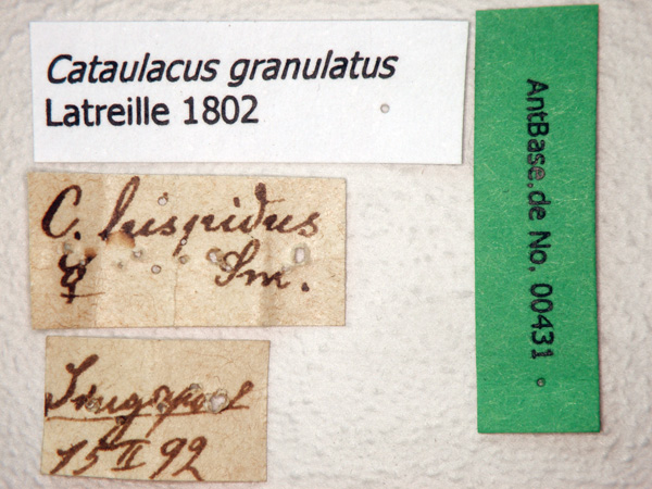 Foto Cataulacus granulatus Latreille, 1802 Label