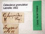 Cataulacus granulatus Latreille, 1802 Label