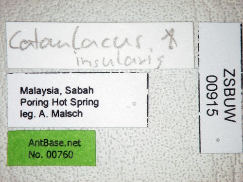 Cataulacus insularis Smith, 1857 Label