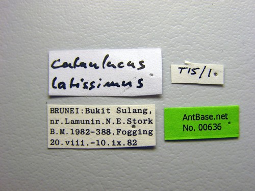 Cataulacus latissimus Emery, 1893 Label