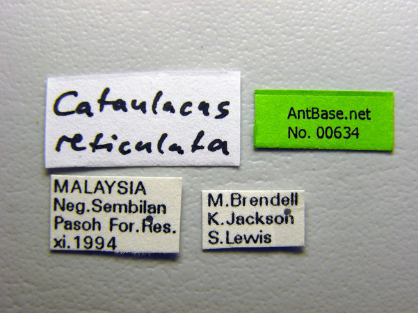 Foto Cataulacus reticulatus Smith, 1857 Label