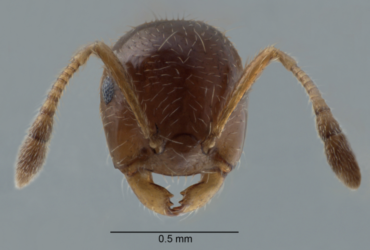 Crematogaster borneensis Andr, 1896 frontal
