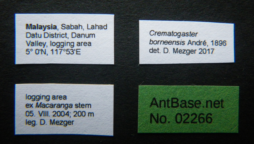 Crematogaster borneensis Andr, 1896 Label