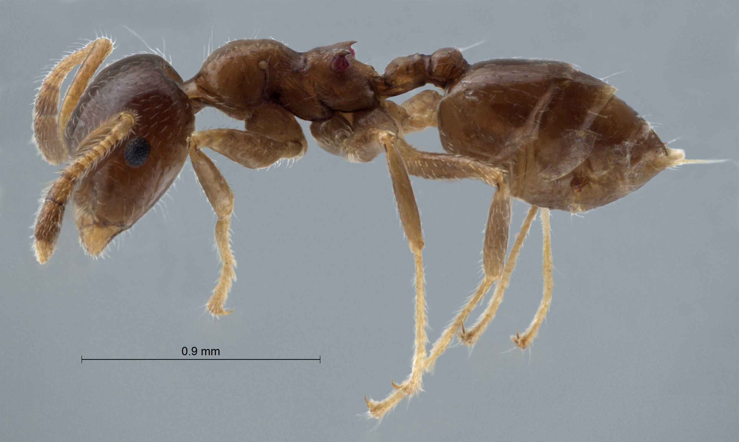 Foto Crematogaster borneensis Andr, 1896 lateral
