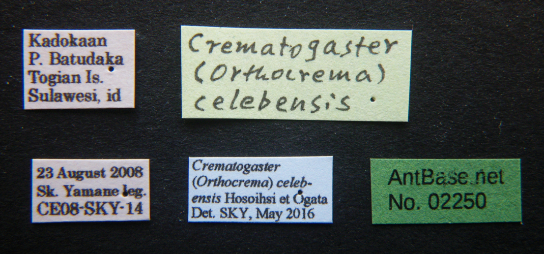 Crematogaster celebensis Hosoishi & Ogata, 2016 Label