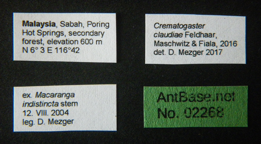 Crematogaster claudiae Feldhaar, Maschwitz & Fiala, 2016 Label