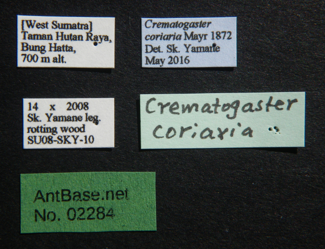 Foto Crematogaster coriaria Mayr, 1872 Label