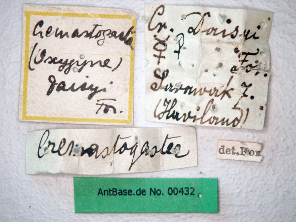 Foto Crematogaster daisyi Forel, 1901 Label