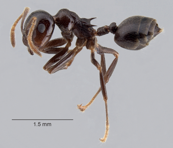 Crematogaster daisyi Forel, 1901 lateral