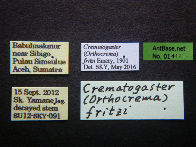 Crematogaster fritzi Emery, 1901 Label