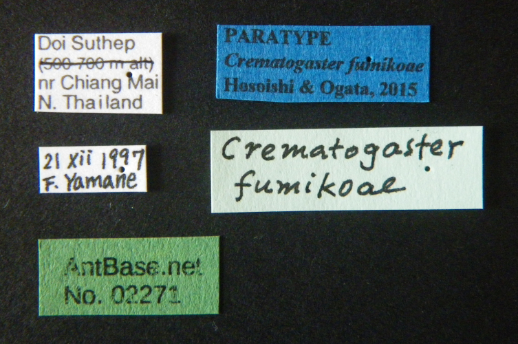 Crematogaster fumikoae S. Hosoishi & K. Ogata, 2015 Label
