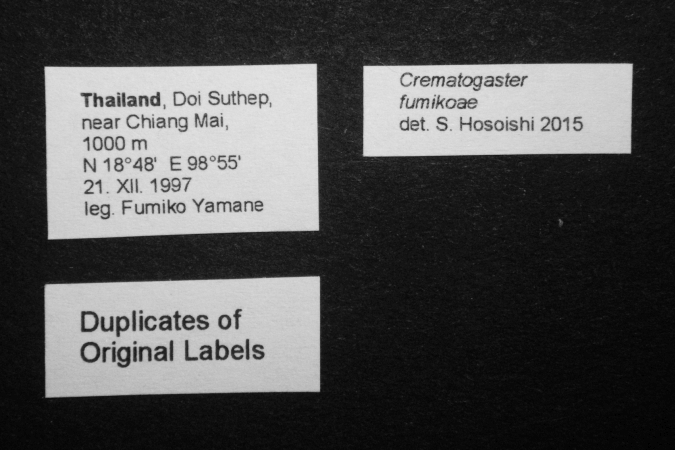 Crematogaster fumikoae S. Hosoishi & K. Ogata, 2015 Label