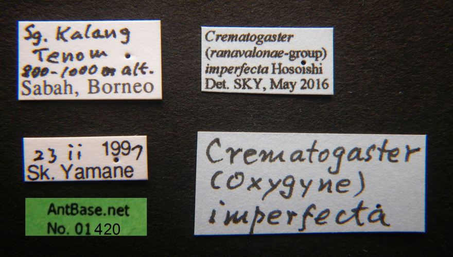 Crematogaster imperfecta Hosoishi, 2015 Label