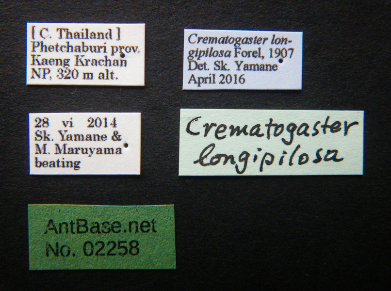 Crematogaster longipilosa Forel, 1907 Label