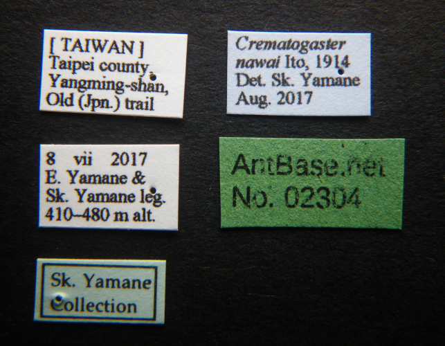 Foto Crematogaster nawai Ito, 1914 Label