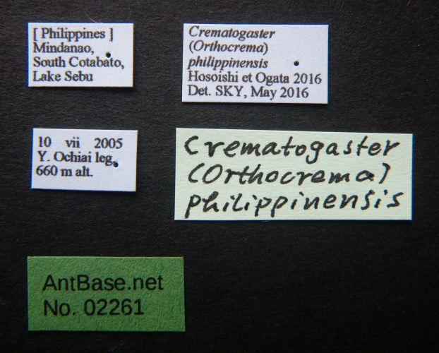 Crematogaster philippinensis Hosoishi & Ogata, 2016 Label