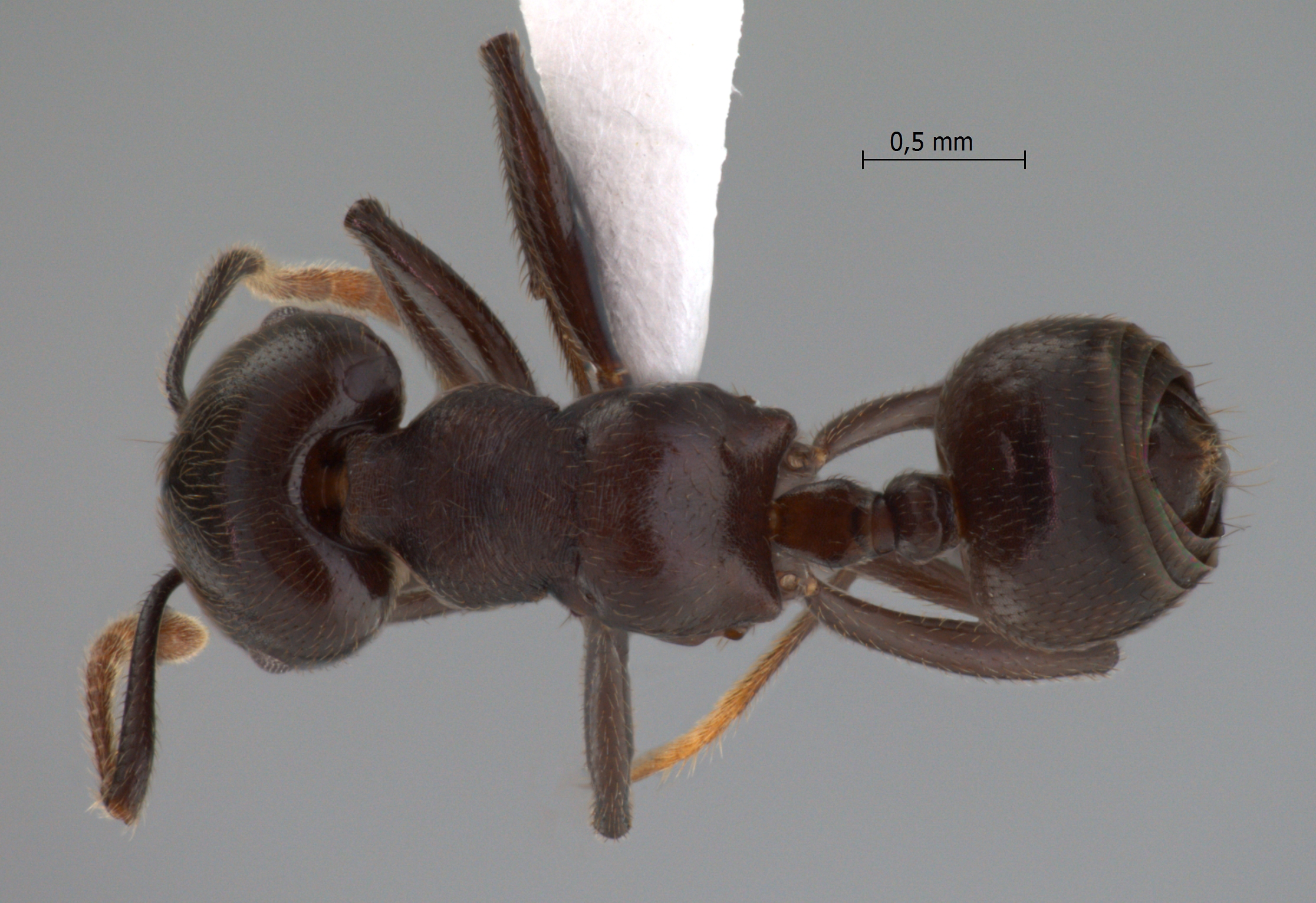 Foto Crematogaster physothorax Emery, 1889 dorsal