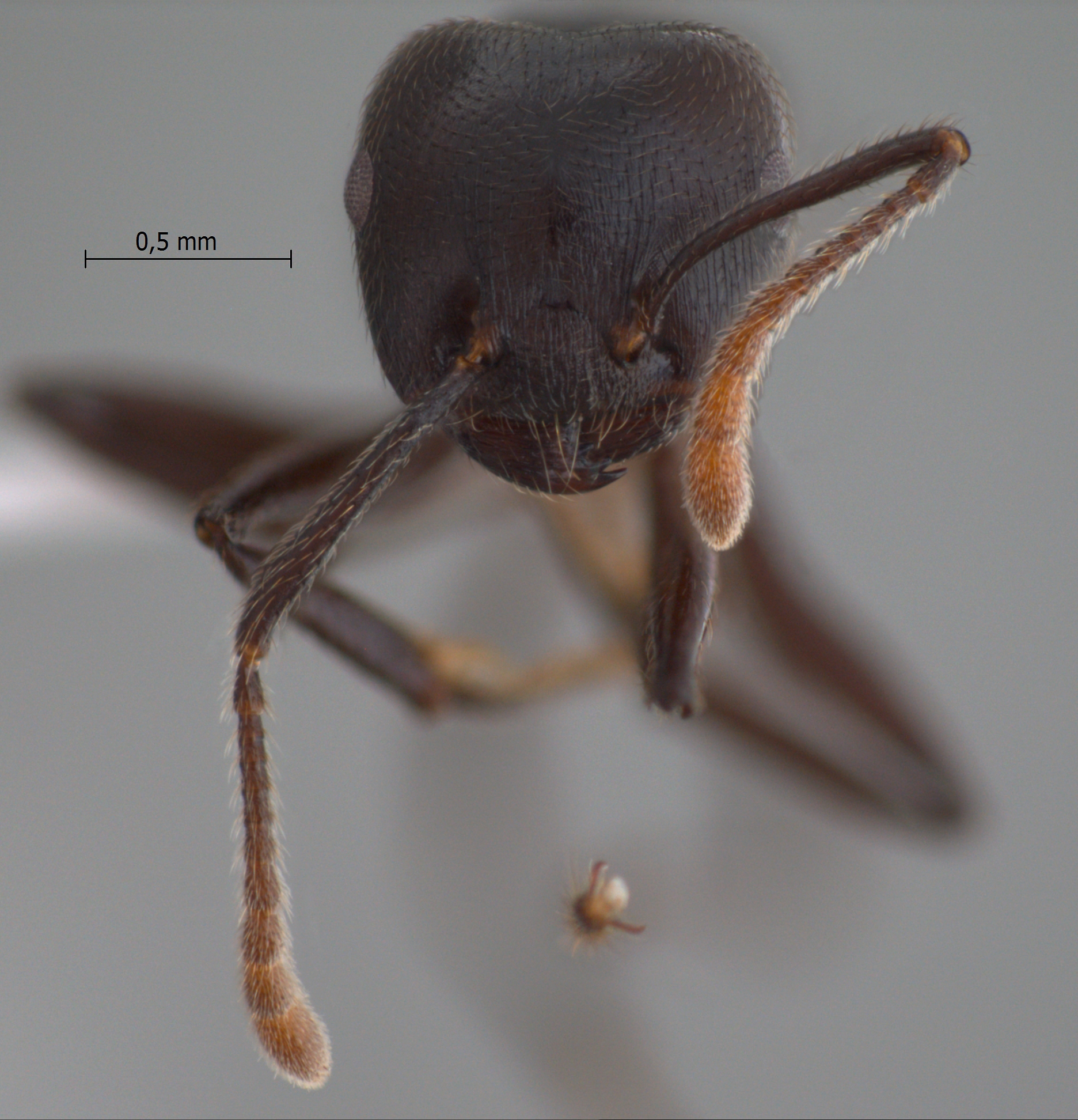 Foto Crematogaster physothorax Emery, 1889 frontal