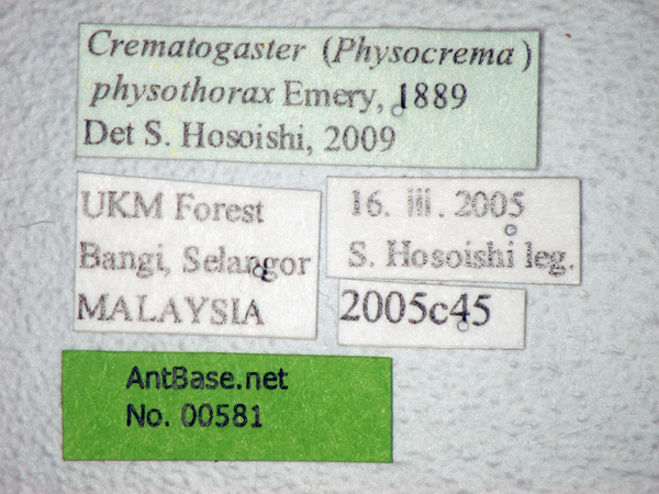 Foto Crematogaster physothorax Emery, 1889 Label