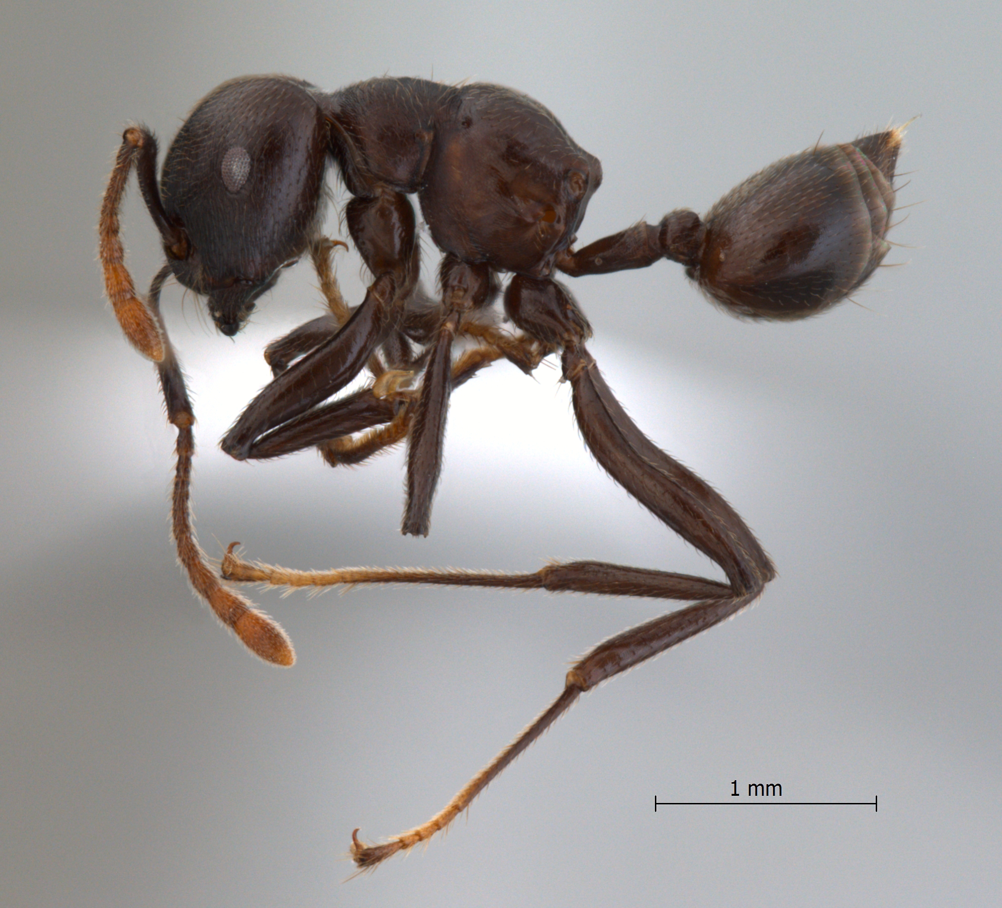 Foto Crematogaster physothorax Emery, 1889 lateral
