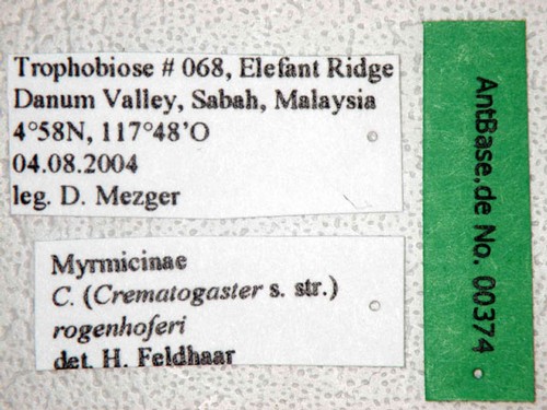 Crematogaster rogenhoferi Mayr, 1879 Label