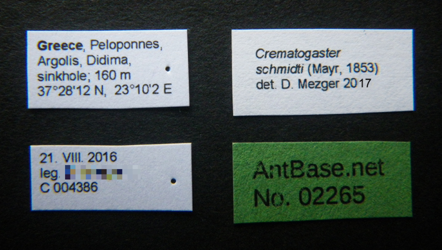 Crematogaster schmidti (Mayr, 1853) Label
