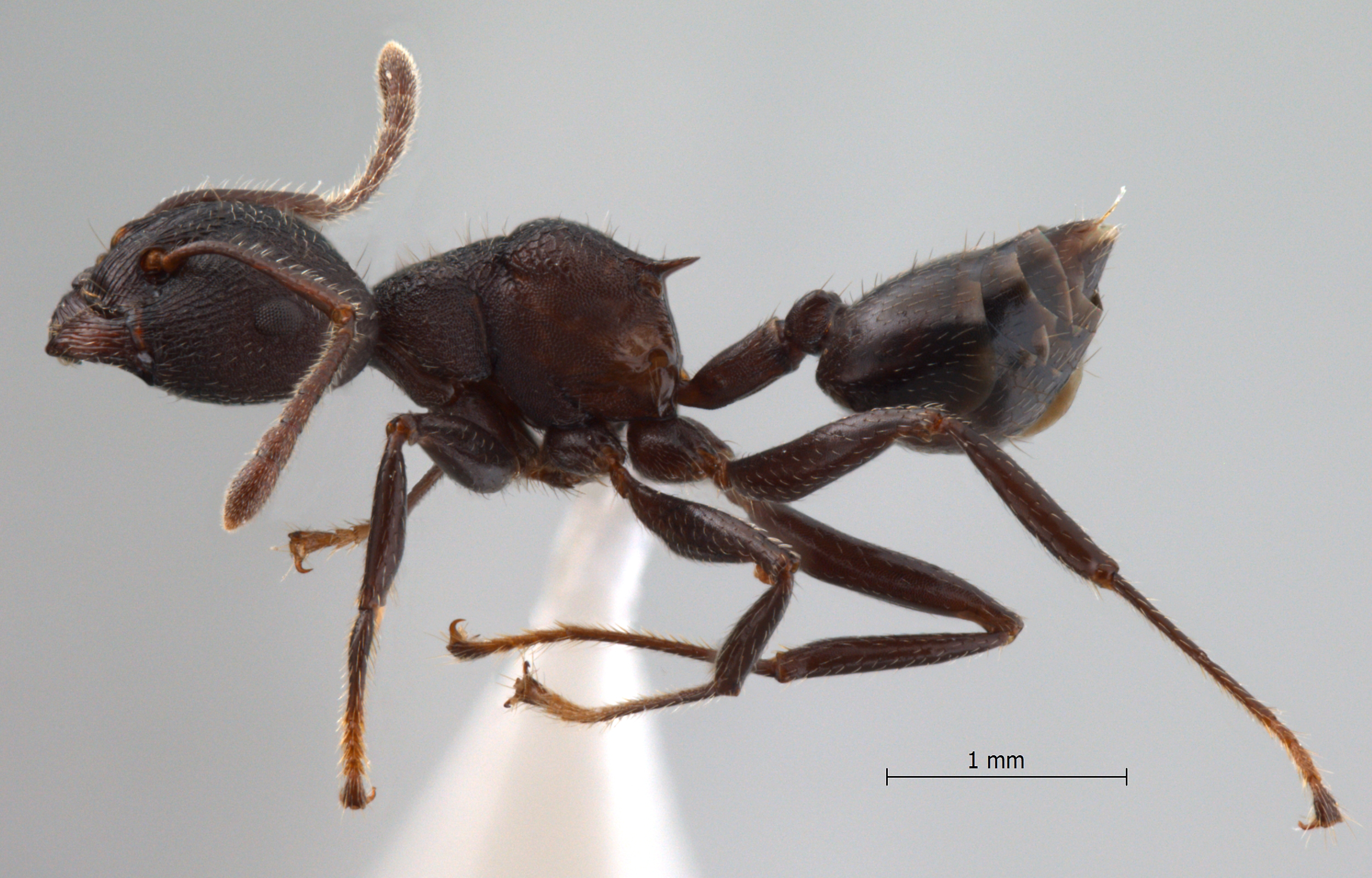 Foto Crematogaster vacca Forel, 1911 lateral